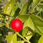 Ruscus aculeatusFrukto