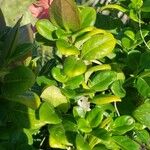Barleria repens Hoja