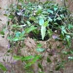 Gibasis pellucida Blatt