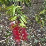 Callistemon coccineusFlor