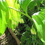 Polygonatum latifolium 形態