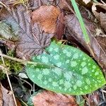 Pulmonaria officinalis পাতা