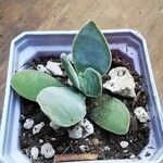 Crassula cotyledonis Leaf