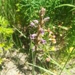 Phelipanche purpurea Flower