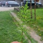 Equisetum pratense Лист