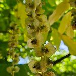 Pterocarya fraxinifolia 果實