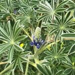 Lupinus cosentinii പുഷ്പം