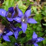 Gentiana septemfida Blodyn