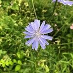 Cichorium intybus Кветка