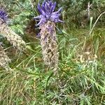 Phyteuma betonicifolium Flower