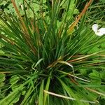 Dietes iridioides Habitus