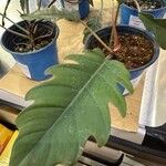 Philodendron bipennifolium Folha