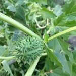 Datura ferox Плод