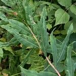 Epilobium angustifolium Leaf