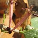 Tapinanthus dependens Flor