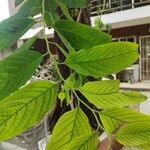 Cananga odorata Leaf
