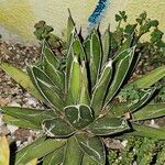 Agave victoriae-reginae Leaf