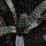 Lutheria splendensList