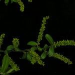 Salix denticulata