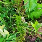 Selinum carvifolia Hoja
