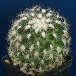 Pediocactus simpsonii Habitus