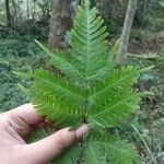 Pteris fauriei Листок