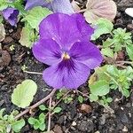 Viola cornuta Blodyn