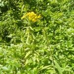 Solidago canadensis Blomst