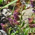 Penstemon cardwellii موطن