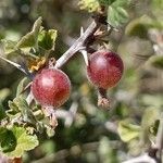 Ribes uva-crispa Fruit