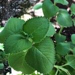Coleus barbatus Leht