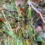 Carex alba Frucht