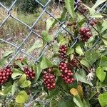 Smilax aspera Fruit