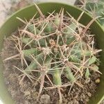 Ferocactus latispinus Лист