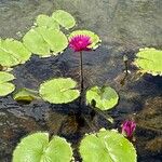 Nymphaea nouchaliЦвят