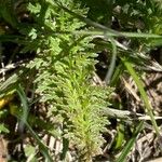 Pedicularis comosa Hoja