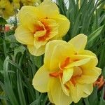 Narcissus spp. Floro