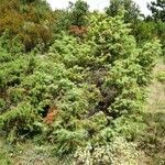 Juniperus oxycedrus موطن
