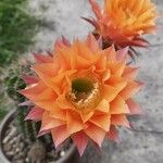 Echinopsis huascha Flor