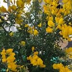 Genista canariensis Blodyn