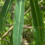 Euphorbia mellifera Lapas