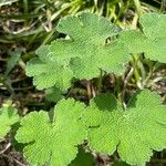 Geranium renardii Leaf