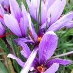 Crocus sativus 花