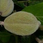 Dichapetalum rugosum Leaf