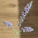 Mentha longifoliaFlower