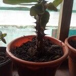 Euphorbia milii 树皮