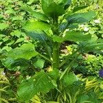 Cardiocrinum giganteum Folha