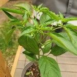 Capsicum annuumपत्ता