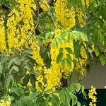 Cassia fistula ഇല