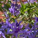 Petrea volubilis Blüte